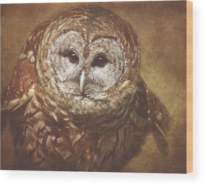 Barred Owls Wood Print featuring the photograph Vilma #7 by Pat Abbott