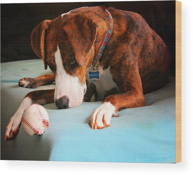 Animals Wood Print featuring the photograph Wait for it   Wait for it by Robert McCubbin