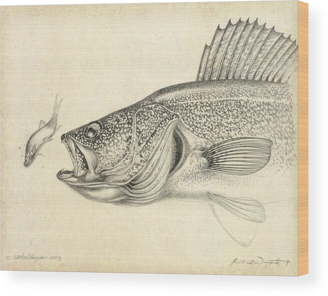 Jon Q Wright Wood Print featuring the painting Walleye Pencil Study by JQ Licensing