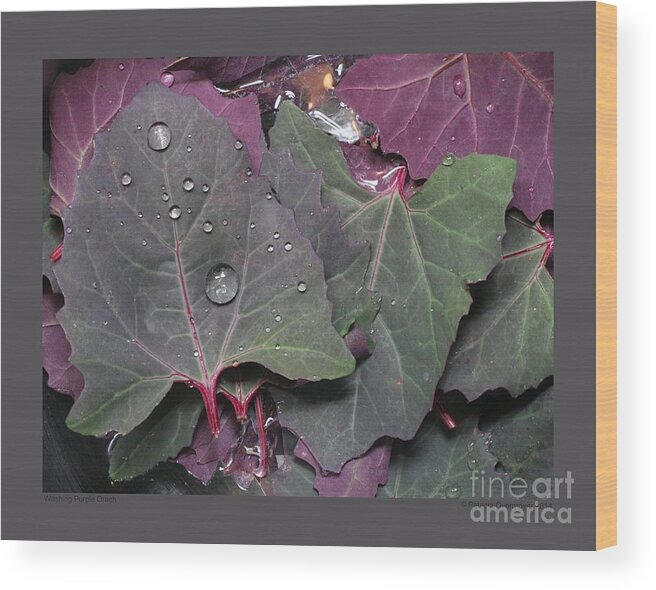 Orach Wood Print featuring the photograph Washing Purple Orach by Patricia Overmoyer