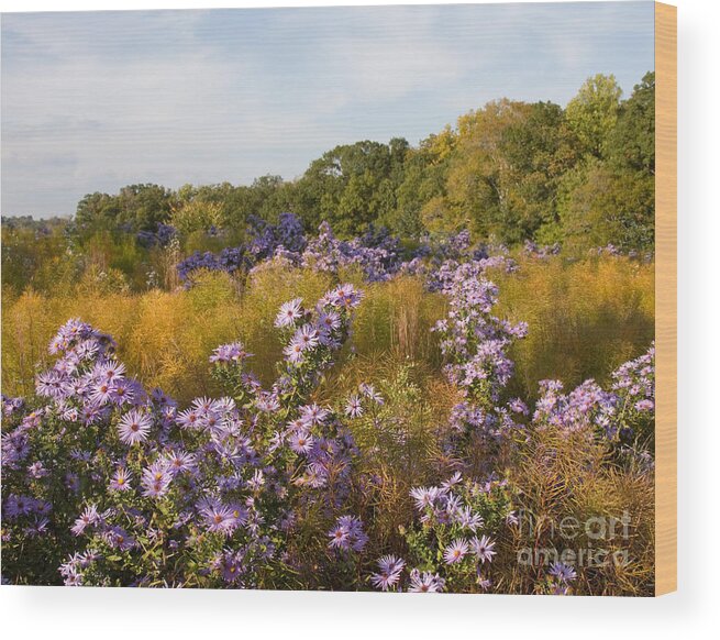 Aster Wood Print featuring the photograph Washington Fall Asters by Chris Scroggins