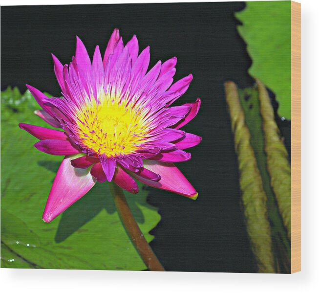 Flower Wood Print featuring the photograph Water Flower 10089 by Marty Koch