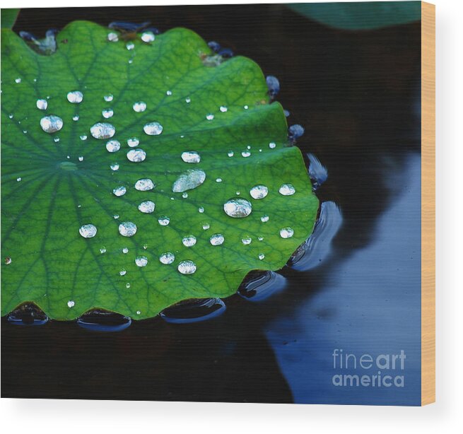 Water Wood Print featuring the photograph Waterdrops on Lilypad by Nancy Mueller