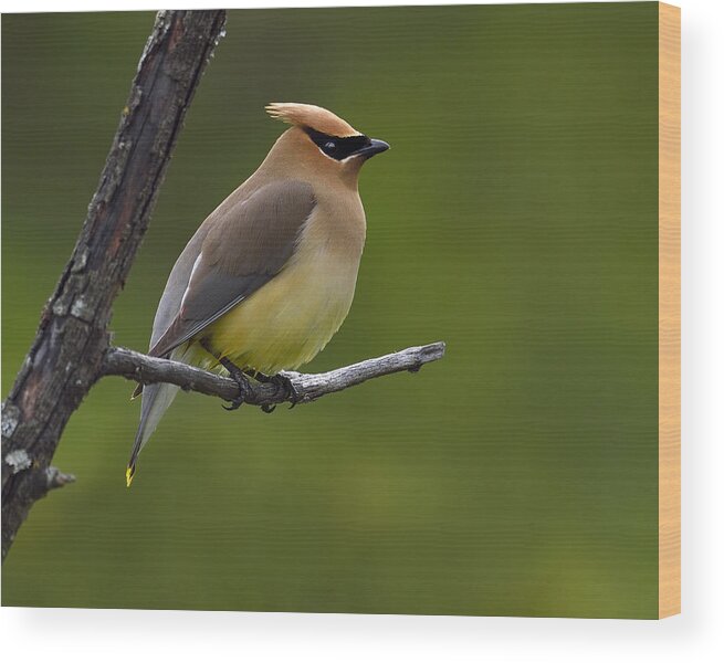 Cedar Waxwing Wood Print featuring the photograph Wax On by Tony Beck