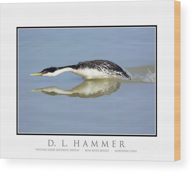 Bird Wood Print featuring the photograph Western Grebe Defensive Display by Dennis Hammer