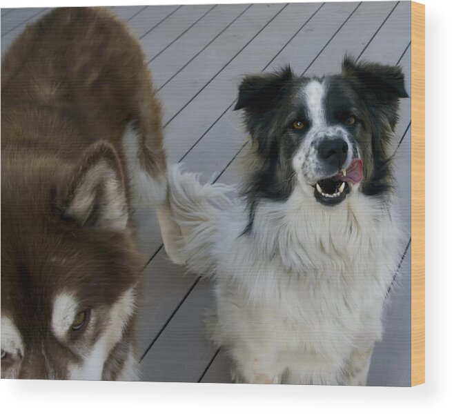 Pets Wood Print featuring the photograph Whatcha Doin by Rhonda McDougall