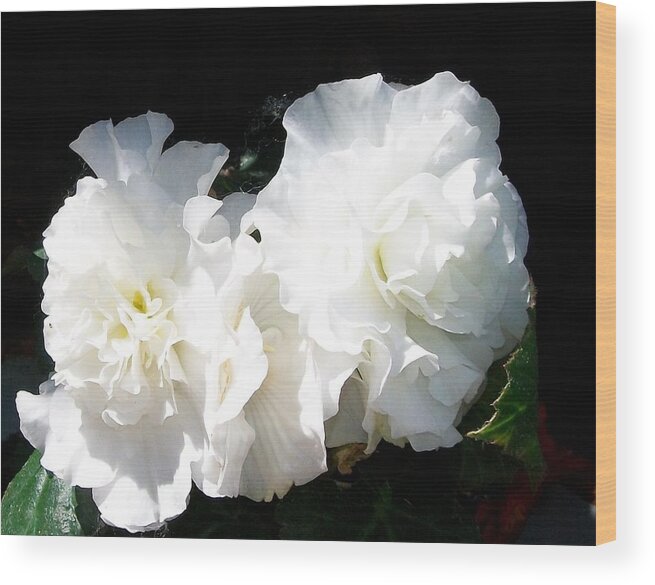 Trailing Wood Print featuring the photograph White Begonia by Sharon Duguay