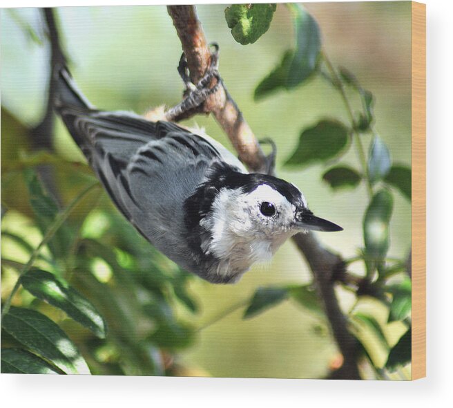 Nuthatch Wood Print featuring the photograph White Breasted Nuthatch by Gene Tatroe