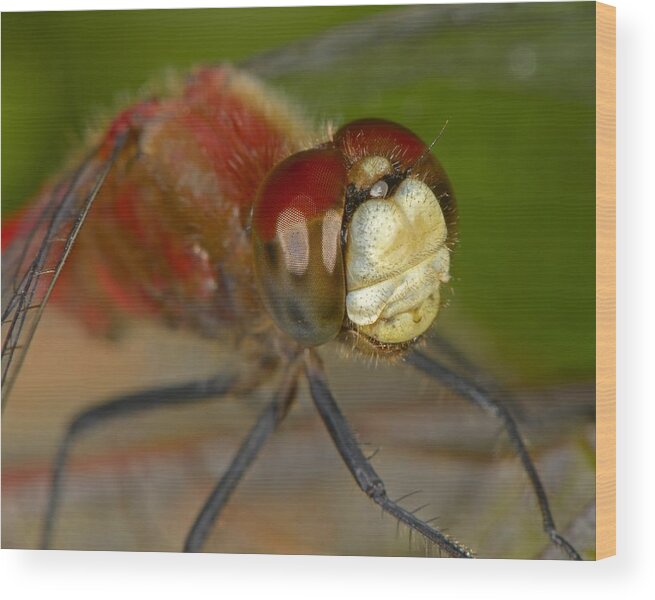 White-faced Meadowhawk Wood Print featuring the photograph White-faced Meadowhawk by Tony Beck
