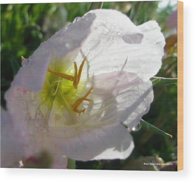  Wood Print featuring the photograph White Flower 06 by Brian Gilna