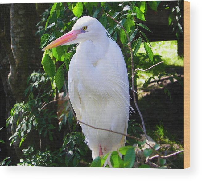 Nature Wood Print featuring the photograph White Heron Beauty by Judy Wanamaker