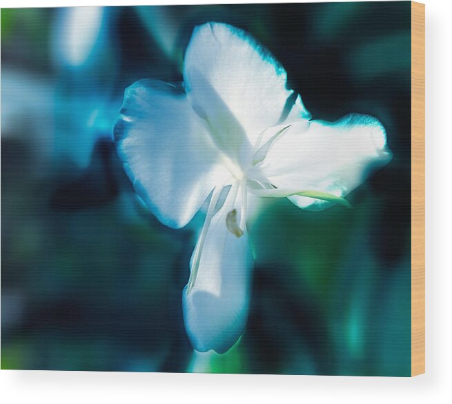 Flower Wood Print featuring the photograph White Lily by Frank Bright