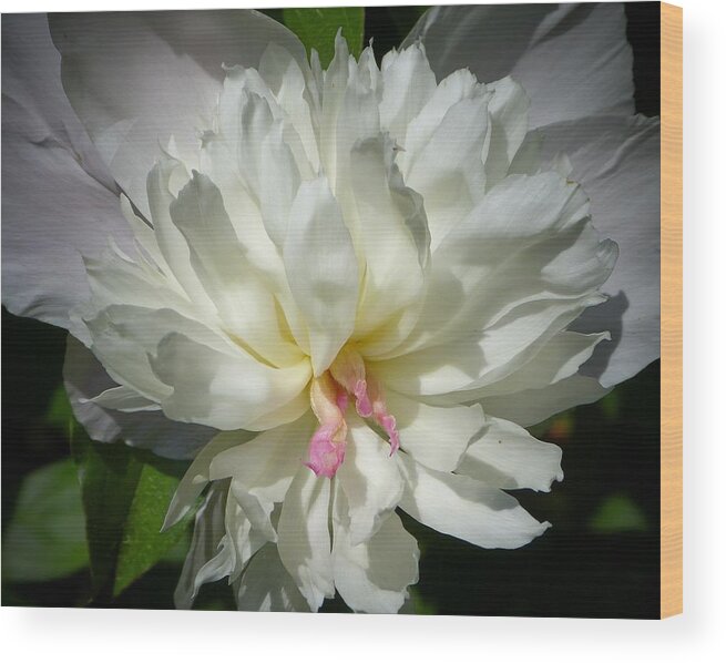 White Peony In My Garden! Wood Print featuring the photograph White Peony by Elaine Franklin