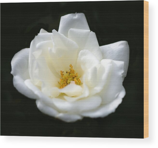 Nature Wood Print featuring the photograph White Rose by Steven Poulton