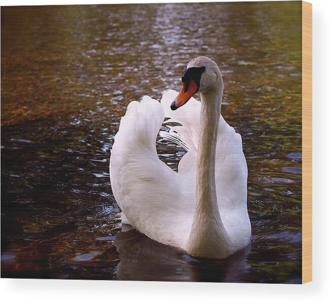 Swan Wood Print featuring the photograph White Swan by Rona Black
