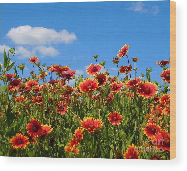 Wild Flower Wood Print featuring the photograph Wild Red Daisies #7 by Robert ONeil