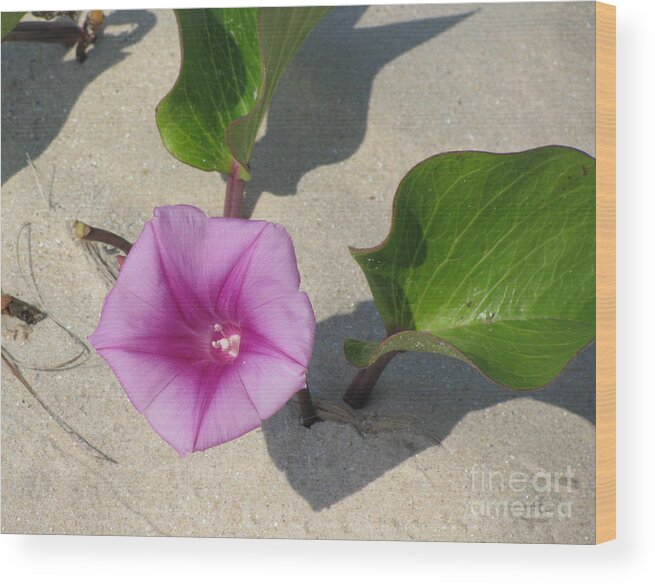 Wildflower Wood Print featuring the photograph Wildflower on the Beach by Jimmie Bartlett