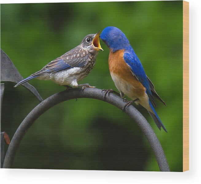 Bluebird Wood Print featuring the photograph Will Sing For Food by Robert L Jackson