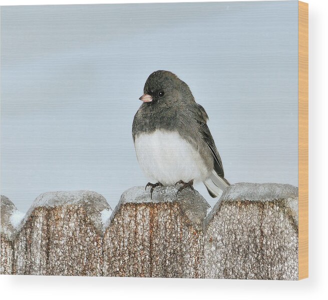 Dark Eyed Junco Wood Print featuring the photograph Winter Junco by Betty LaRue
