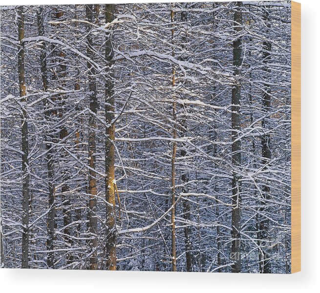Winter Wood Print featuring the photograph Winter Woods by Alan L Graham