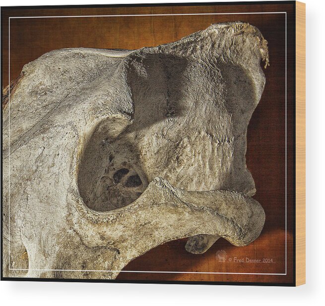 Bone Wood Print featuring the photograph Wolf Bone by Fred Denner