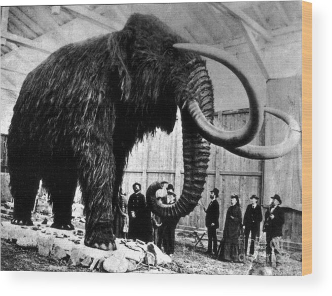 Woolly Mammoth Wood Print featuring the photograph Woolly Mammoth Found In Siberia, 1903 by Science Source