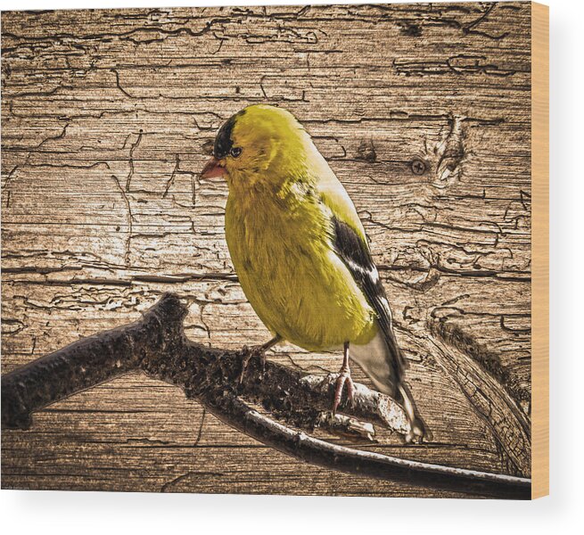 Wormy Wood Background Wood Print featuring the photograph Wormy Wood American Goldfinch by Randall Branham