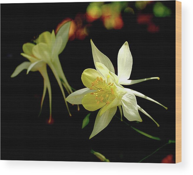 Columbine Wood Print featuring the photograph Yellow Columbine by Rona Black