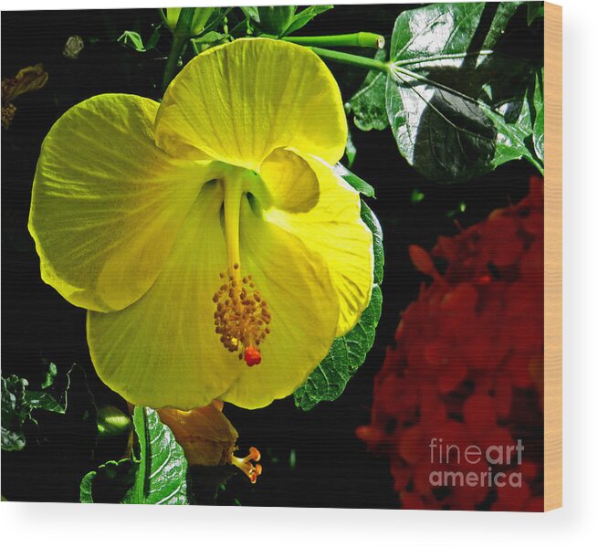 Tropical Wood Print featuring the photograph Yellow Hibiscus by Dawn Gari