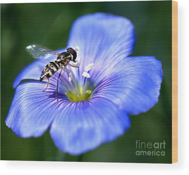 Blue Flax Flower Wood Print featuring the photograph Blue Flax Flower with Syrphid fly by Iris Richardson