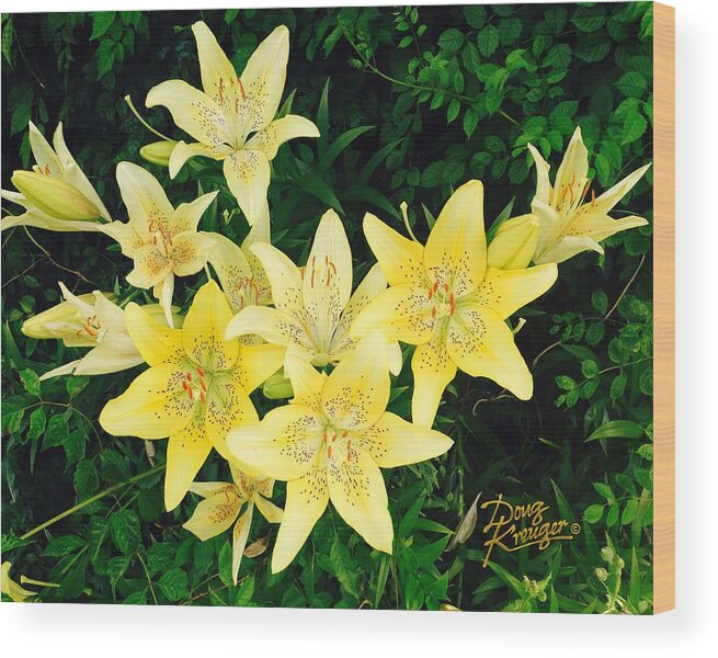 Yellow Tiger Lilies Photograph By Doug Kreuger Wood Print featuring the photograph Yellow Tiger Lilies by Doug Kreuger