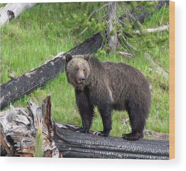 Bear Wood Print featuring the photograph Yellowstone Grizzlies 2 by George Jones