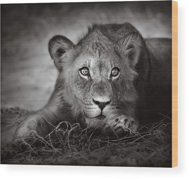 Wild Wood Print featuring the photograph Young lion portrait by Johan Swanepoel