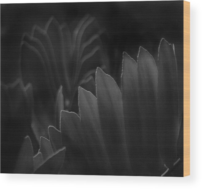 Foliage Wood Print featuring the photograph Zamia Foliage by Nathan Abbott