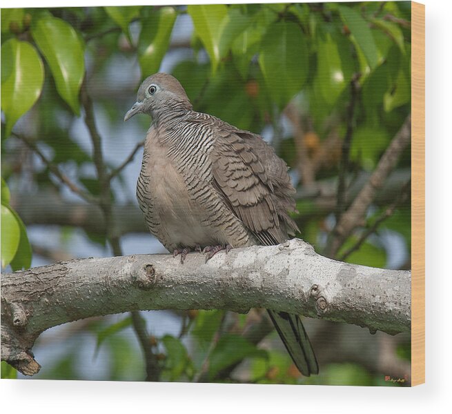 Nature Wood Print featuring the photograph Zebra Dove or Barred Ground Dove DTHN0054 by Gerry Gantt