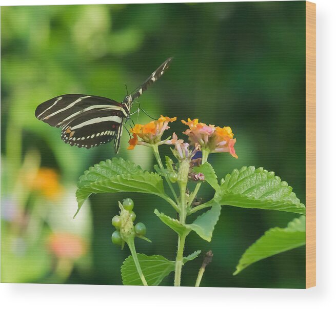 Florida Wood Print featuring the photograph Zebra Longwing by Jane Luxton