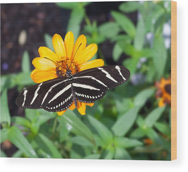 Zebra Longwing Wood Print featuring the photograph Zebra Longwing by Michael Porchik