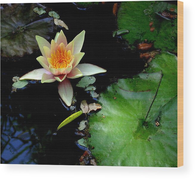 Flower Wood Print featuring the photograph Zenolicious by Derek Dean