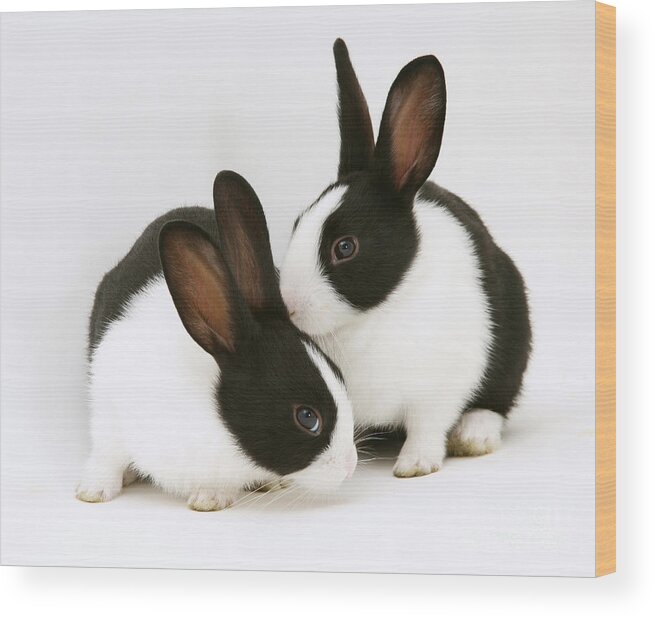 Black-and-white Dutch Rabbit Wood Print featuring the photograph Baby Black-and-white Dutch Rabbits #1 by Jane Burton