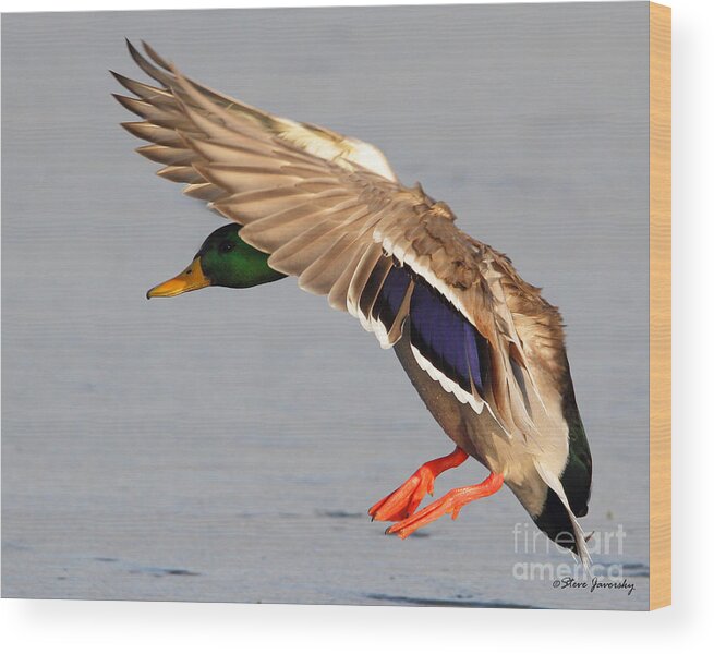 Male Mallard Duck Wood Print featuring the photograph Male Mallard Duck in Flight #18 by Steve Javorsky