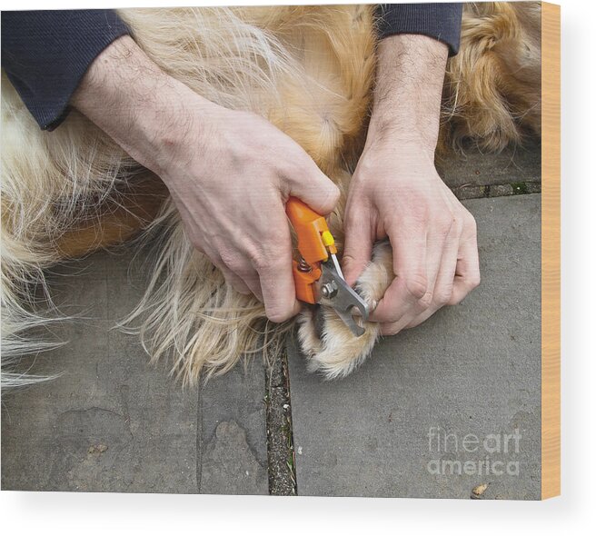 Golden Retriever Wood Print featuring the photograph Dog Grooming #6 by Photo Researchers, Inc.