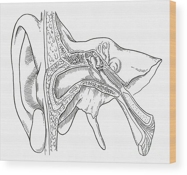 Science Wood Print featuring the photograph Ear Anatomy #6 by Science Source
