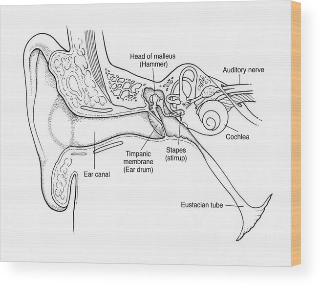 Share more than 146 sketch diagram of ear latest