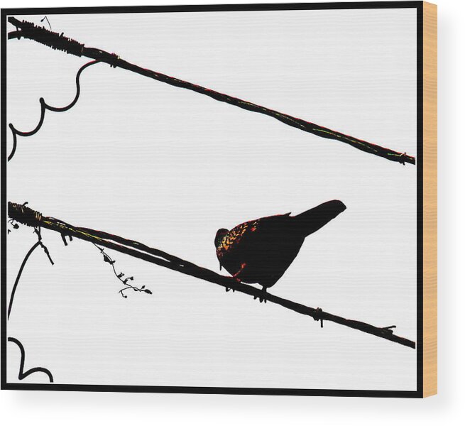 Lonely Bird Wood Print featuring the photograph Lonely Bird #6 by Anand Swaroop Manchiraju