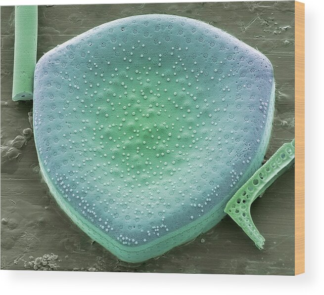 Campylodiscus Sp. Wood Print featuring the photograph Diatom, Sem #69 by Steve Gschmeissner