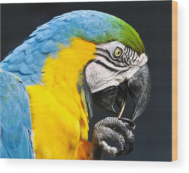Birds Wood Print featuring the photograph A Parrot and His Toothpick by Betty Eich