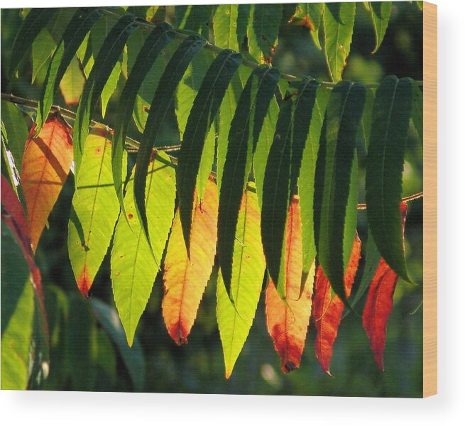 Leaves Wood Print featuring the photograph A Touch of Fall by Alex Vishnevsky