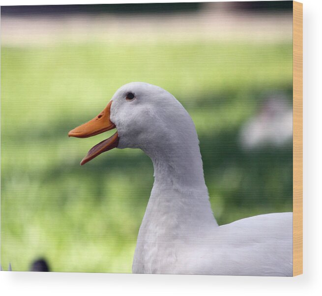 White Duck Wood Print featuring the photograph Aflac by Jeanne Andrews