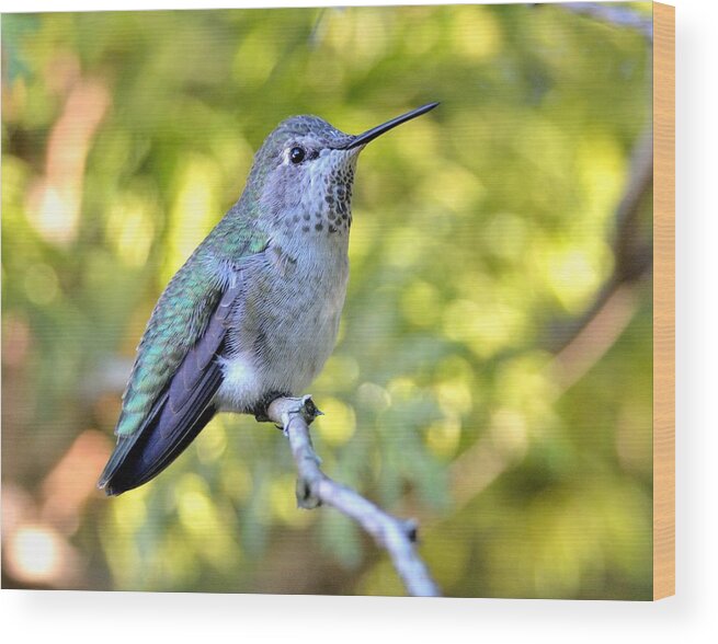 Bird Wood Print featuring the photograph Anna's Hummingbird by Kathy King