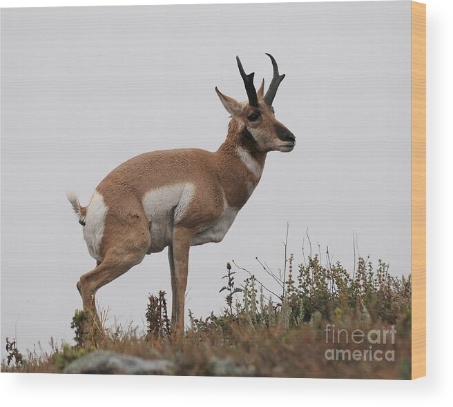 Antelope Wood Print featuring the photograph Antelope Critiques Photography by Art Whitton